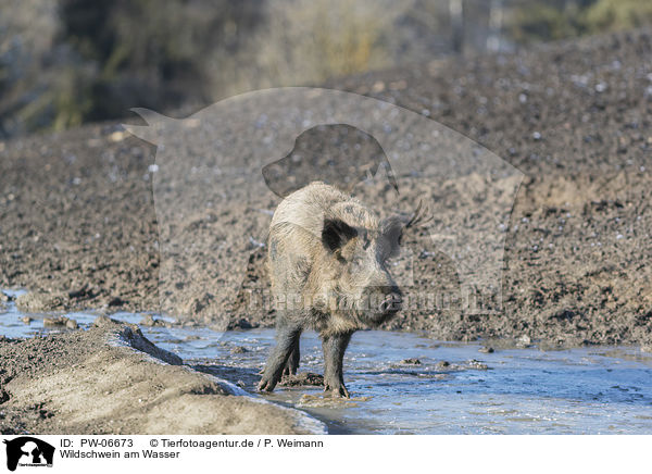 Wildschwein am Wasser / wild boar at the water / PW-06673