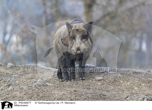 Wildschwein / wild boar / PW-06677