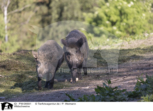 Wildschweine / wild boars / PW-06681