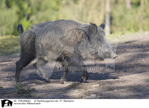 rennendes Wildschwein / running wild boar / PW-06683