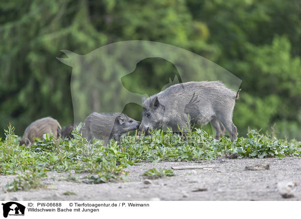 Wildschwein Bache mit Jungen / wild boar with piglets / PW-06688
