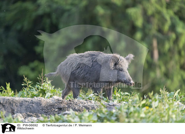 Wildschwein / wild boar / PW-06692