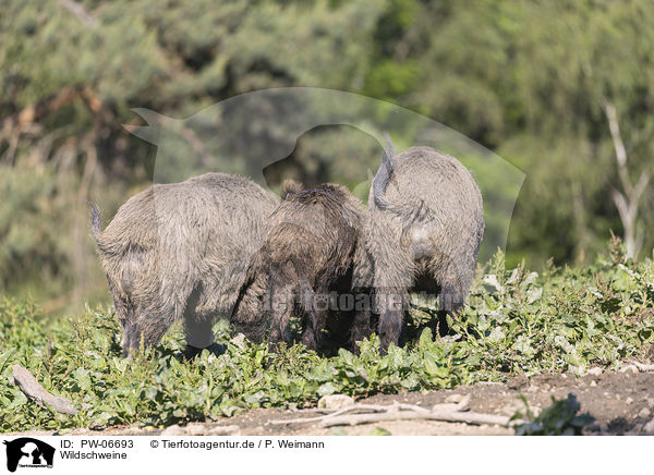 Wildschweine / wild boars / PW-06693