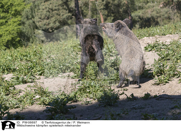 Wildschweine kmpfen spielerisch miteinander / Wild boars playfully fight each other / PW-06697