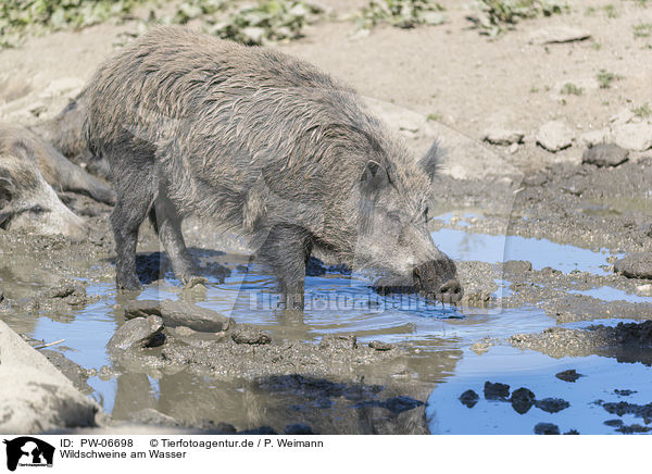Wildschweine am Wasser / wild boars at the water / PW-06698