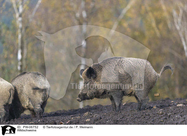 Wildschweine / wild boars / PW-06752