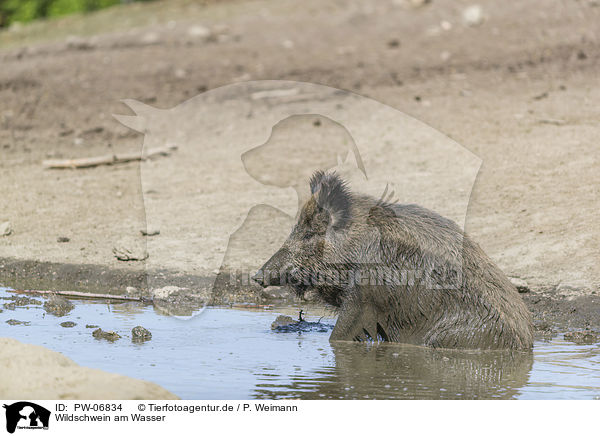 Wildschwein am Wasser / wild boar at the water / PW-06834