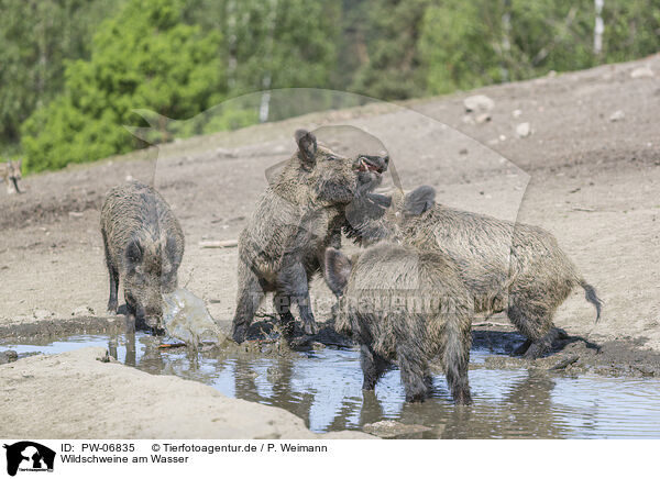 Wildschweine am Wasser / wild boars at the water / PW-06835