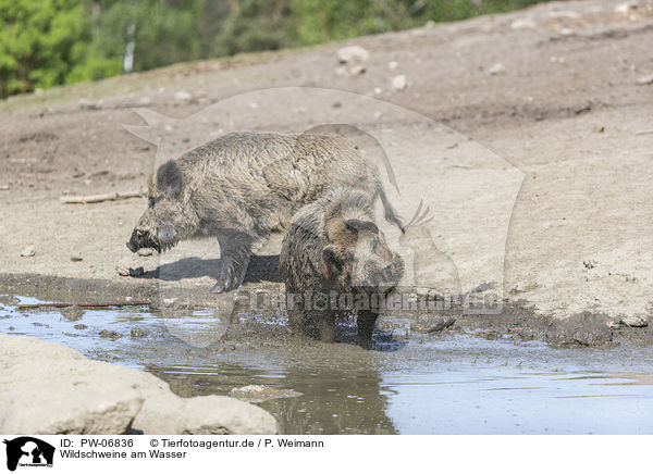 Wildschweine am Wasser / wild boars at the water / PW-06836