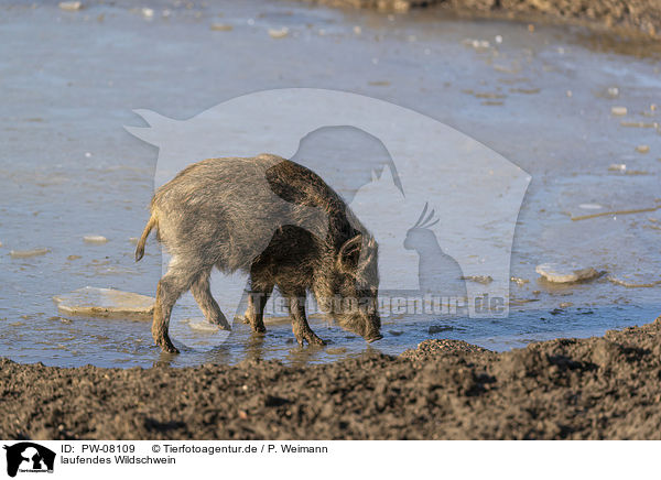 laufendes Wildschwein / walking Wild Boar / PW-08109