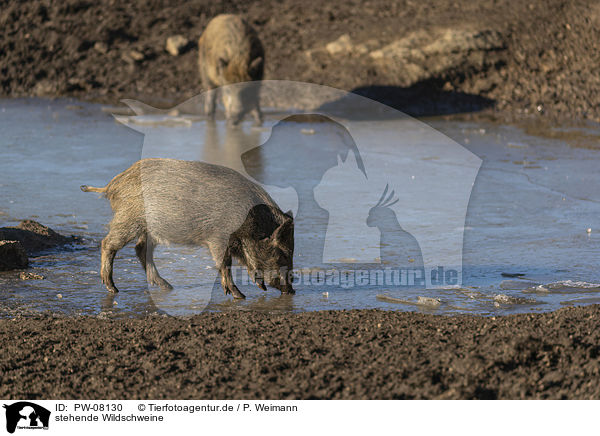 stehende Wildschweine / standing Wild Boars / PW-08130
