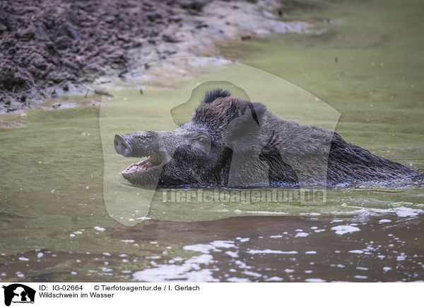 Wildschwein im Wasser / Wild Boar in the water / IG-02664