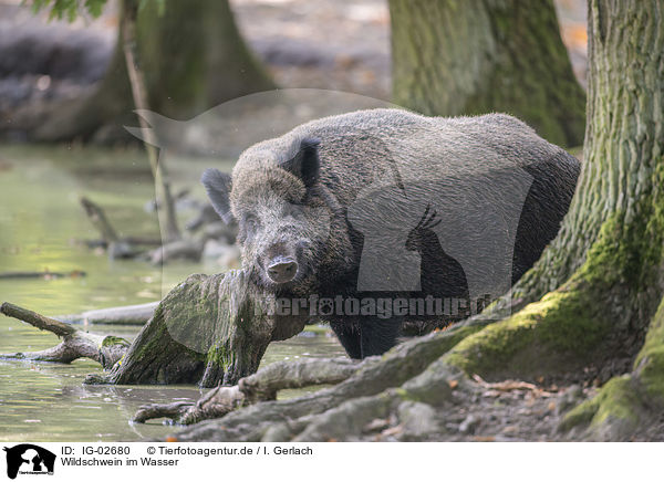 Wildschwein im Wasser / Wild Boar in the water / IG-02680