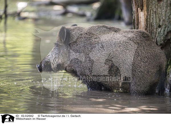 Wildschwein im Wasser / Wild Boar in the water / IG-02682