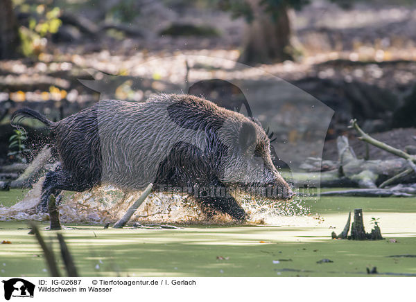 Wildschwein im Wasser / Wild Boar in the water / IG-02687