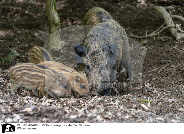 Wildschweine / WS-10406