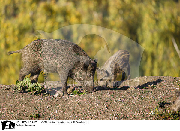 Wildschweine / wildboars / PW-16387