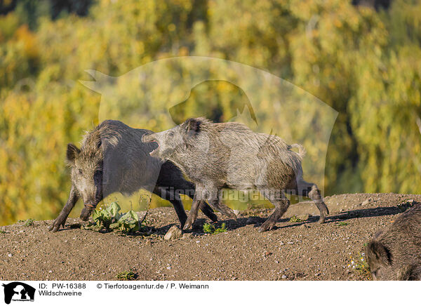 Wildschweine / wildboars / PW-16388