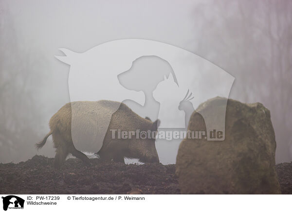 Wildschweine / wildboars / PW-17239