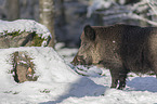 Wildschwein im verschneiten Wald