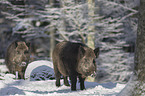 Wildschweine im verschneiten Wald