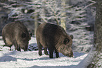 Wildschweine im verschneiten Wald