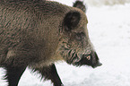 Wildschwein im Schnee