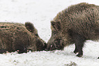 Wildschweine im Schnee