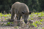 Wildschwein Bache mit Jungen