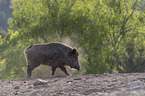 rennendes Wildschwein