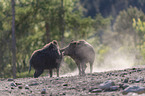 Wildschweine kmpfen spielerisch miteinander