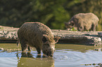 Wildschweine am Wasser