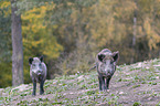 Wildschweine