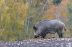 Wildschwein