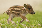 rennendes Wildschwein Ferkel