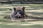 Wildschwein im Wasser