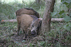 Wildschweine