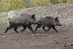 Wildschweine