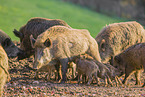 Wildschweine