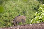 Wildschwein