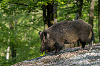 Wildschwein