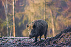 Wildschwein