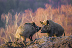 Wildschweine