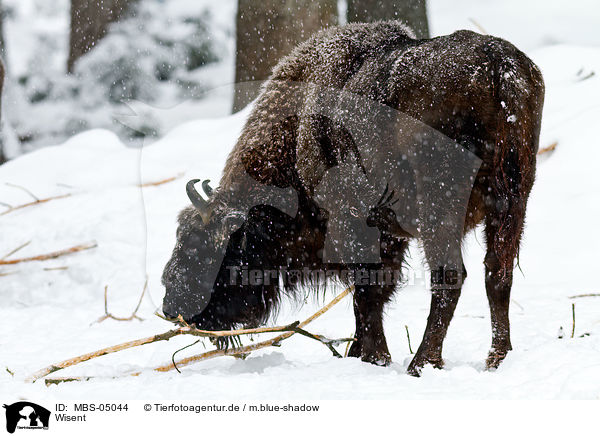 Wisent / MBS-05044