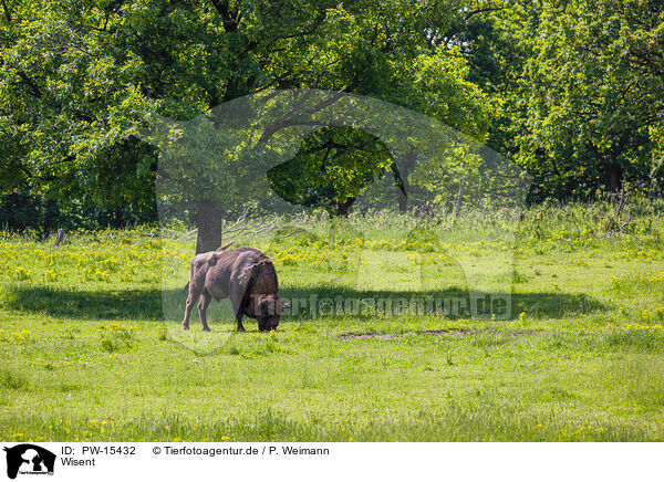 Wisent / PW-15432
