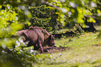 Wisent