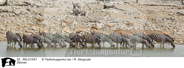 Zebras / RS-01097