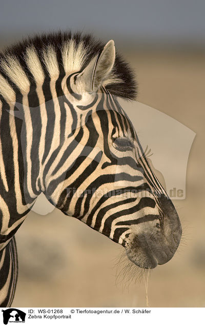 Zebra Kopfportrait / WS-01268