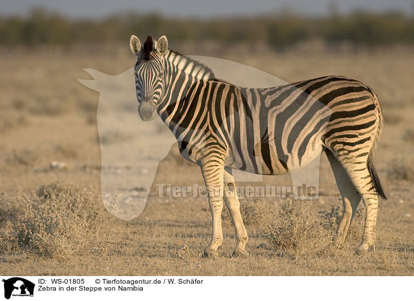 Zebra in der Steppe von Namibia / Zebra / WS-01805