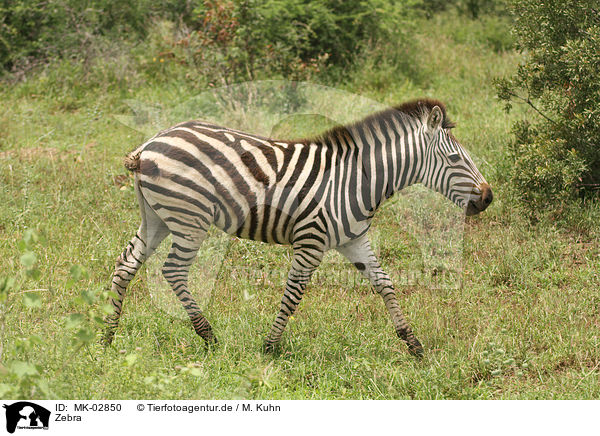 Zebra / Zebra / MK-02850